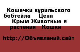 Кошечки курильского бобтейла  › Цена ­ 10 000 - Крым Животные и растения » Кошки   